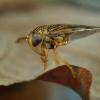 Klestanka velka - Corixa punctata 5237